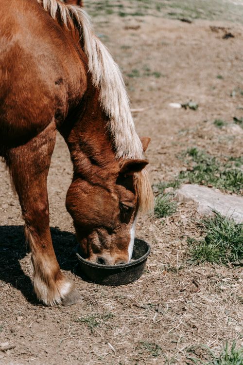Free A brown horse with a white mane eating from a bowl in an outdoor pasture. Stock Photo