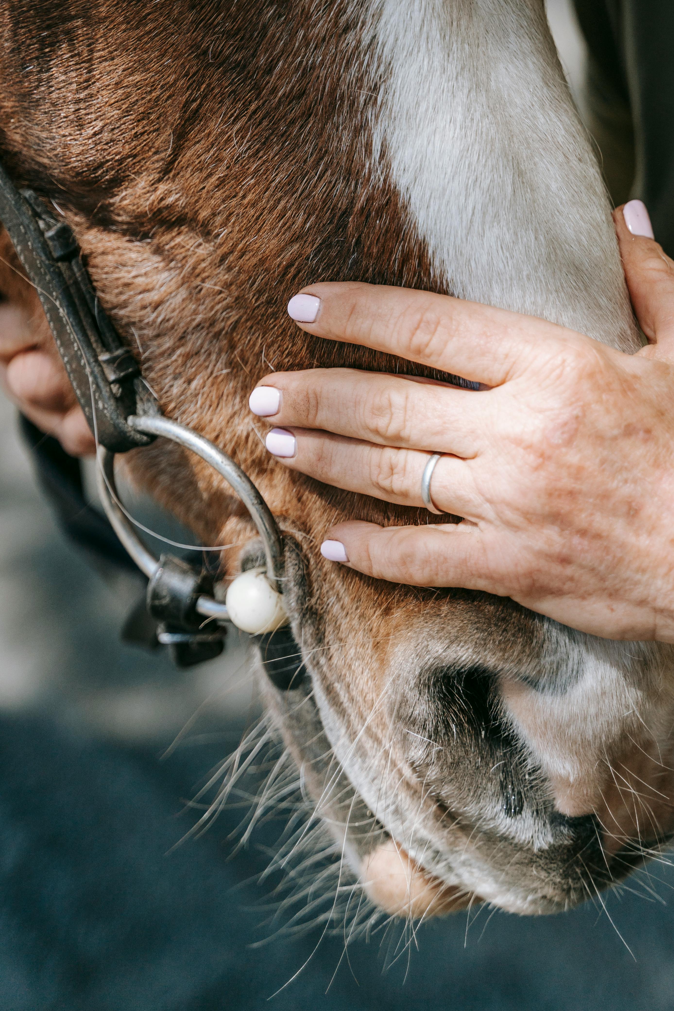 Female Hand Holding Horse Head · Free Stock Photo
