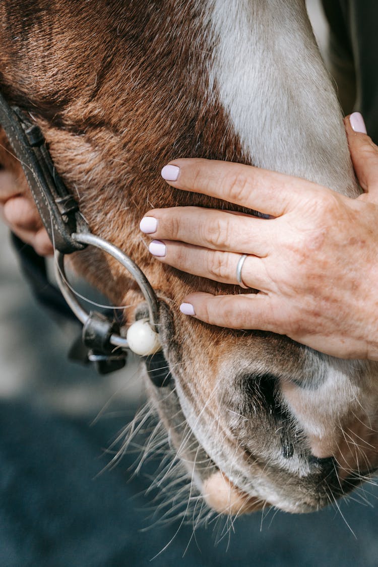 Female Hand Holding Horse Head