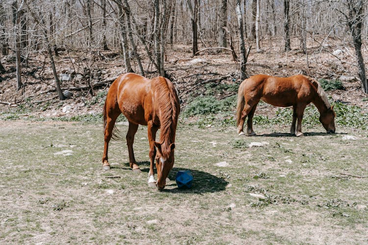 Two Chestnut Horses Grazing In Paddock