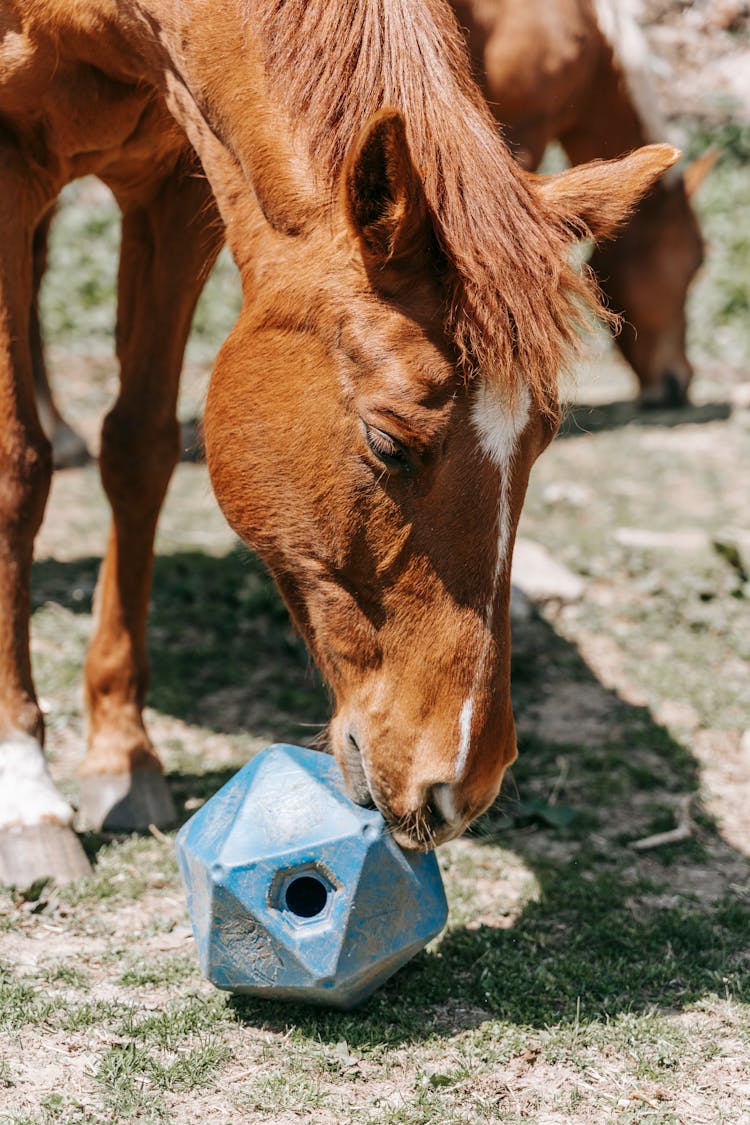 Close Up Of Horse With Toy