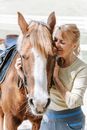 Free stock photo of affection, animal, cavalry