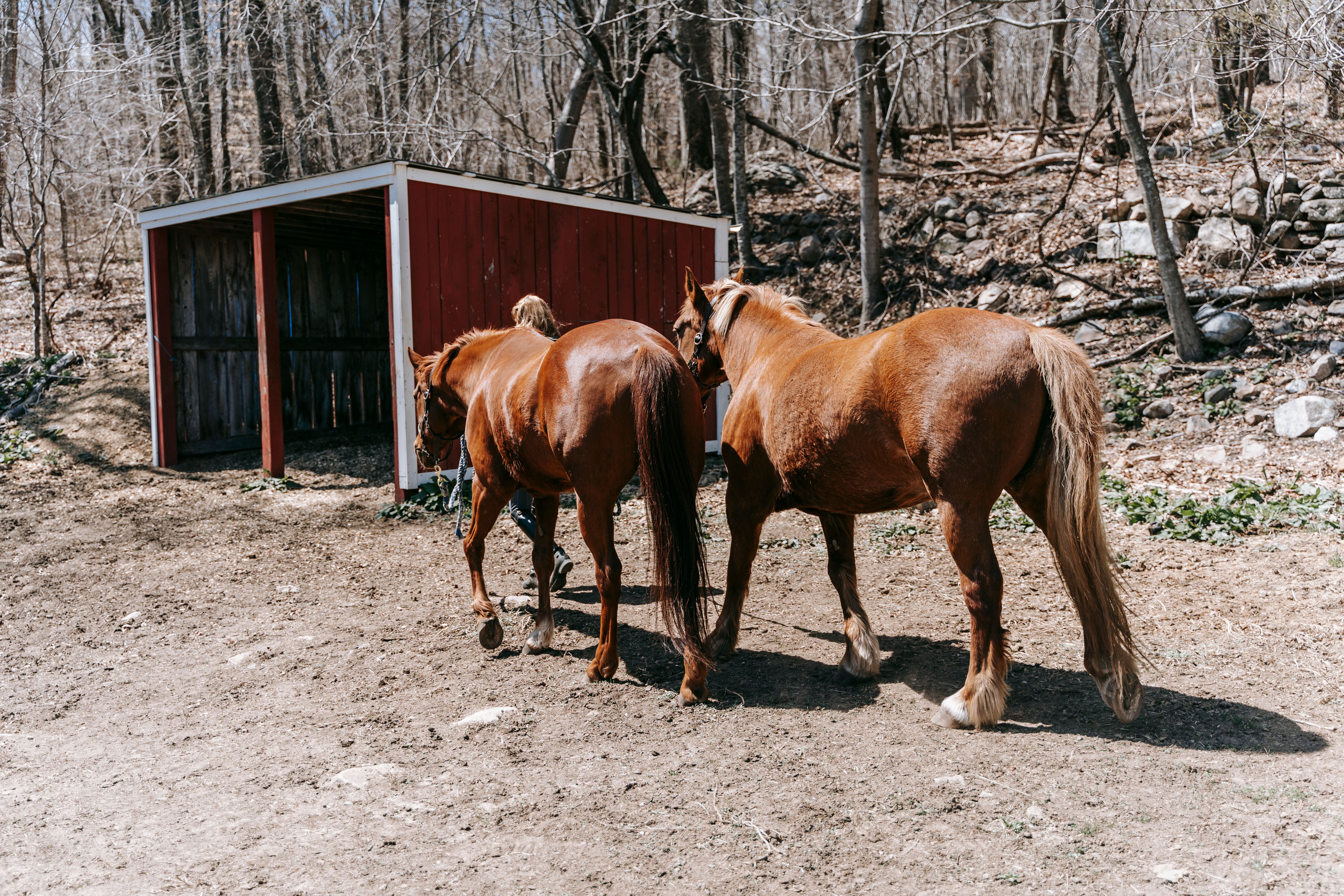 first aid for horse hoof injuries