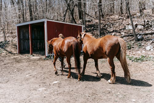 Fotos de stock gratuitas de animales de granja, animales domésticos, caballos
