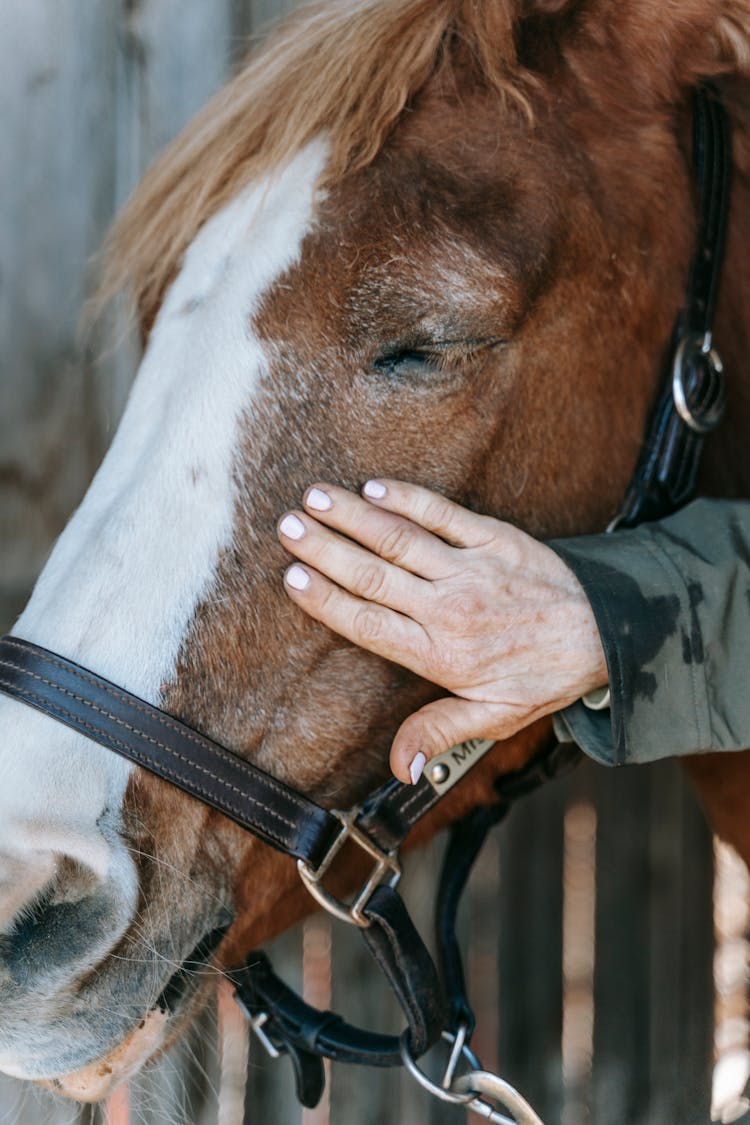 Hand Caressing The Horse Face