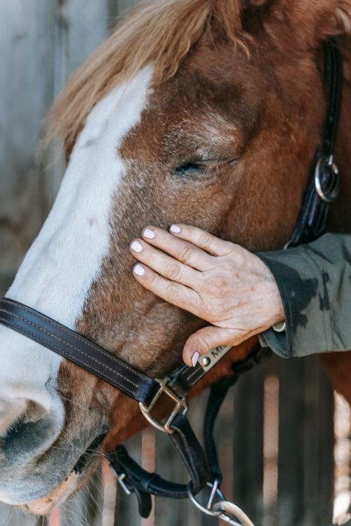 Free A hand gently caresses a horse with eyes closed, showcasing a bond with nature. Stock Photo