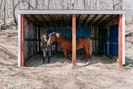 Free stock photo of agriculture, animal, barn
