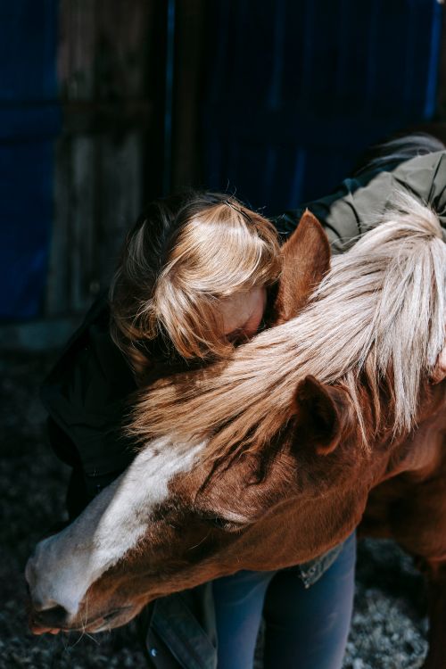 Free A woman lovingly hugs a chestnut horse inside a barn, showcasing a bond with nature. Stock Photo