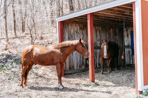 Gratis Fotos de stock gratuitas de animales de granja, animales domésticos, caballos Foto de stock