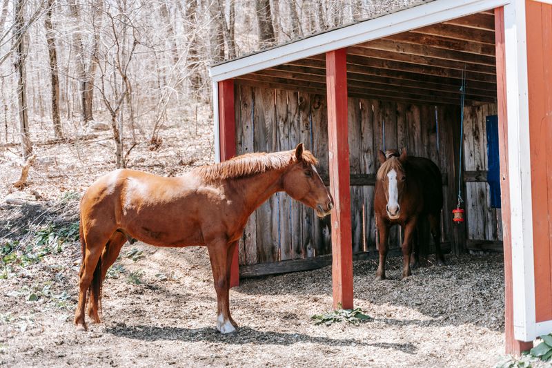 Two horses in a stable with straw bedding