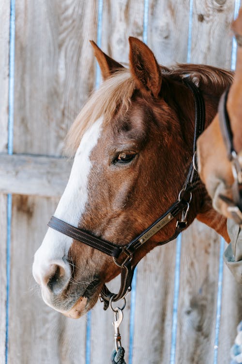 Δωρεάν στοκ φωτογραφιών με άλογο, γκρο πλαν, ζωικά Φωτογραφία από στοκ φωτογραφιών