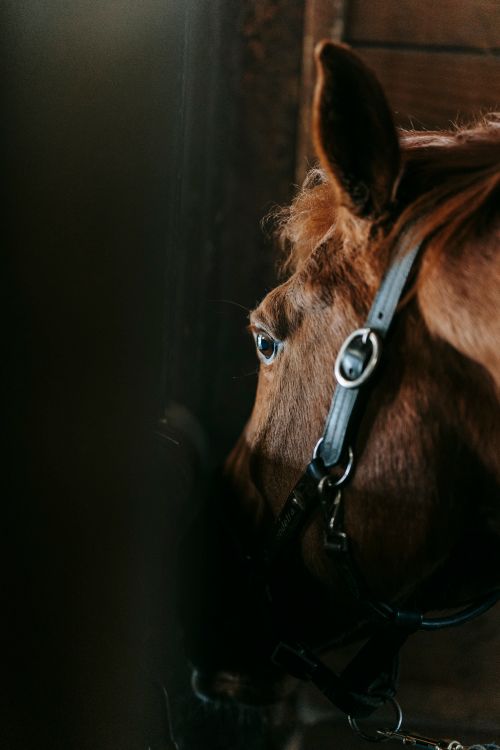 Free Intimate close-up shot of a brown horse's head, highlighting its eye and harness in a stable setting. Stock Photo