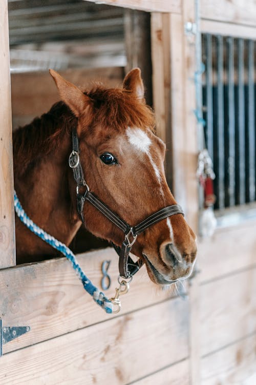 Gratis lagerfoto af brun hest, dyr, dyrefotografering