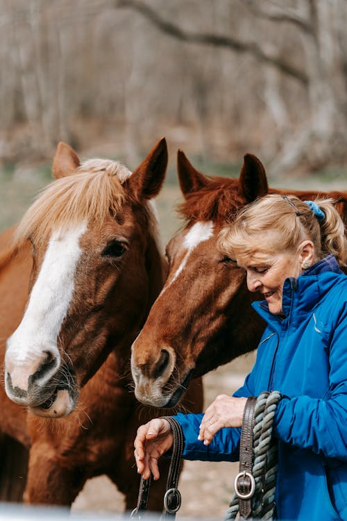 Foto d'estoc gratuïta de animals, bestiar, cavalls