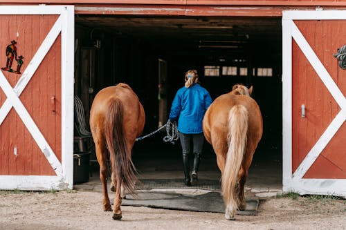 Gratis lagerfoto af dyrefotografering, heste, hjemlig