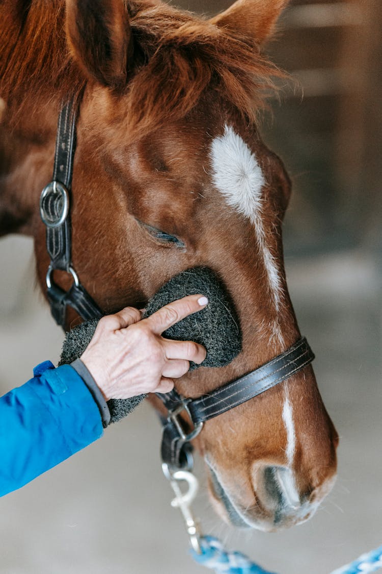 Person Cleaning Head Of Horse With Sponge