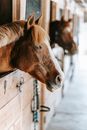 Free stock photo of animal, barn, cavalry