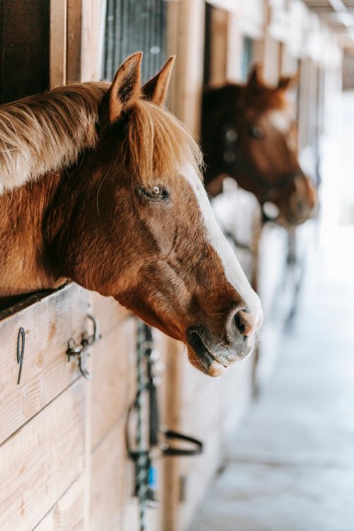 Free Beautiful horses in a rustic stable showcasing their majestic features. Stock Photo