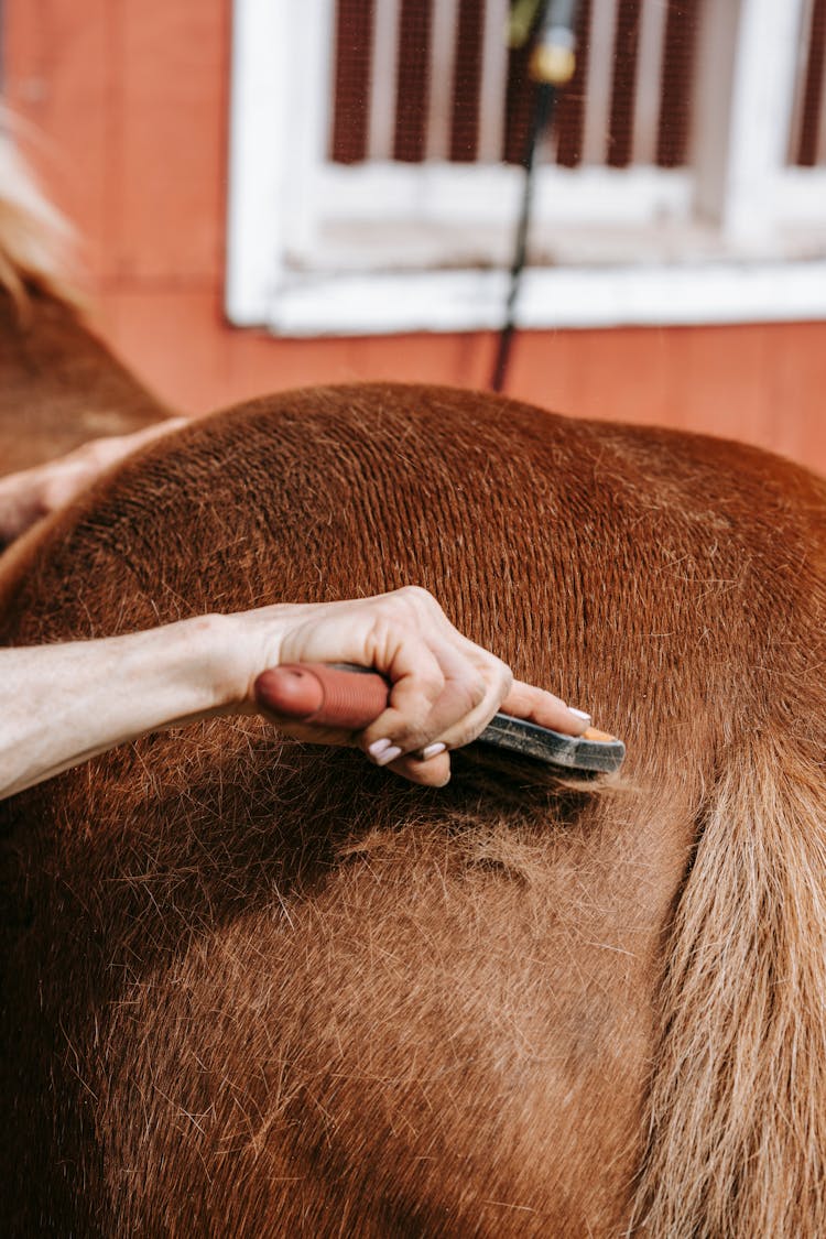 Close Up Of Brushing Horse