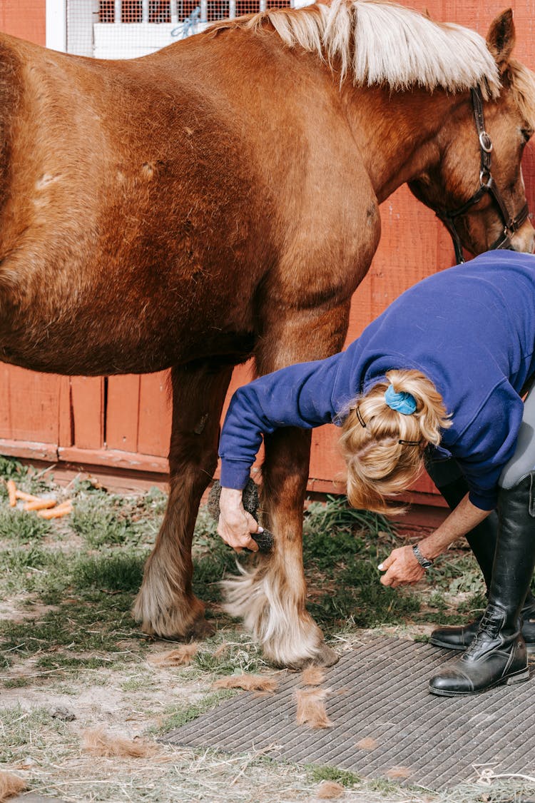 Woman Grooming A Horse 