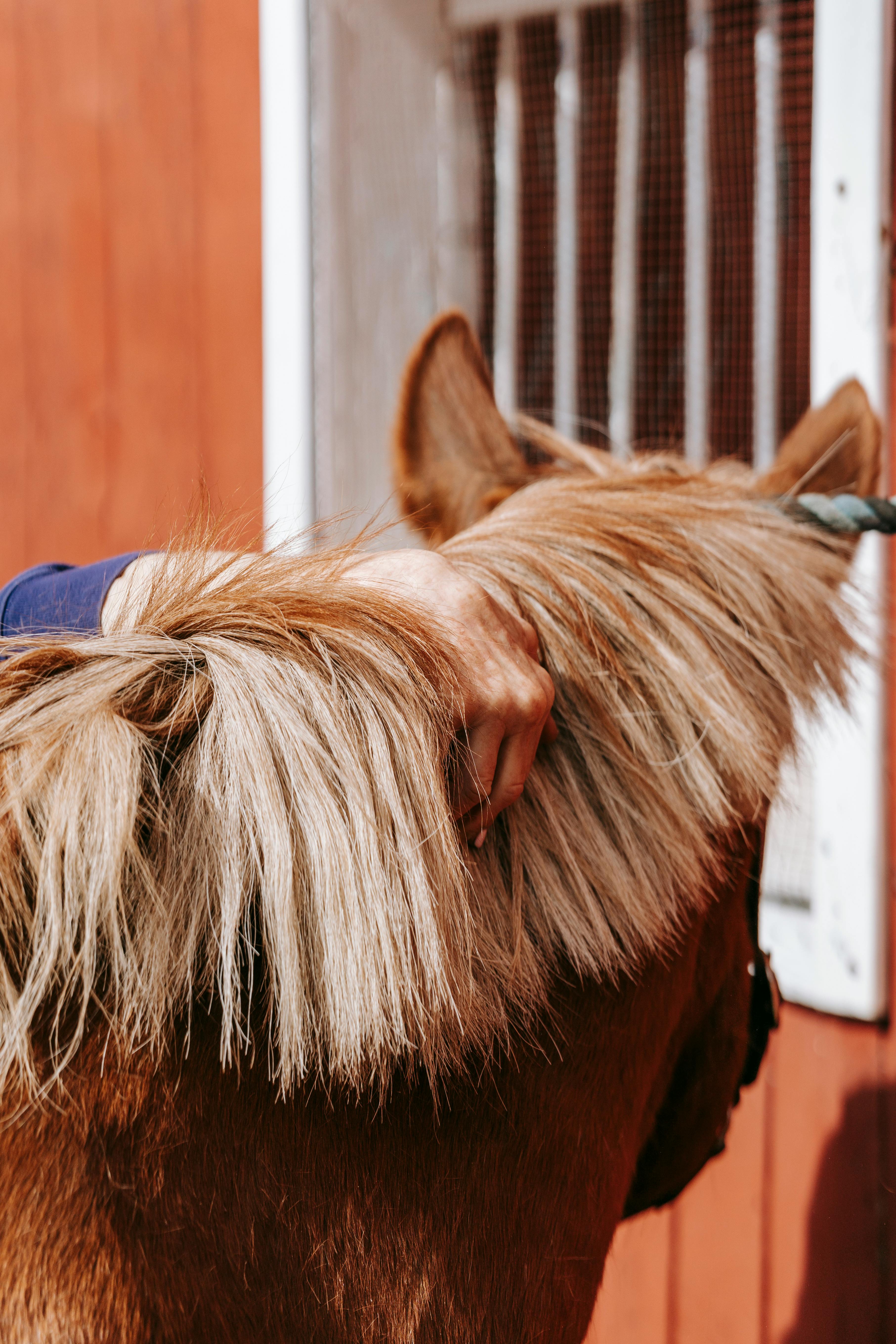 Hand of a Person Petting a Horse ?? Free Stock Photo