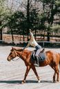Free stock photo of adult, cavalry, equestrian