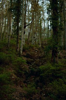A lush forest in Algeria with tall trees and dense greenery at twilight.