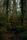 forest ambiance