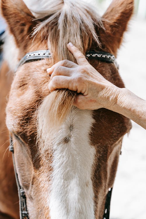 Close-up Shot of a Person Holding a Brown Horse