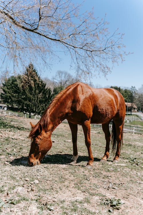 Free A Brown Horse Standing on the Field Stock Photo