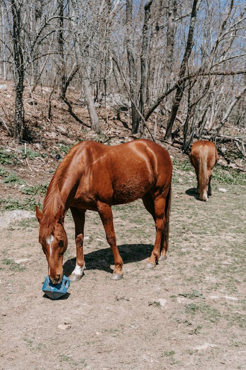 Brown Horses Eating and Standing on Grass