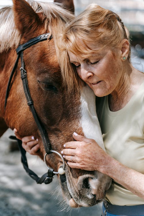 Free stock photo of affection, animal, cavalry