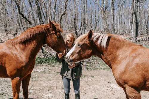 A Woman with Brown Horses in the Woods