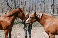 Free stock photo of animal, cavalry, chestnut