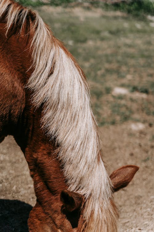 Gratis lagerfoto af dyr, hår, hest