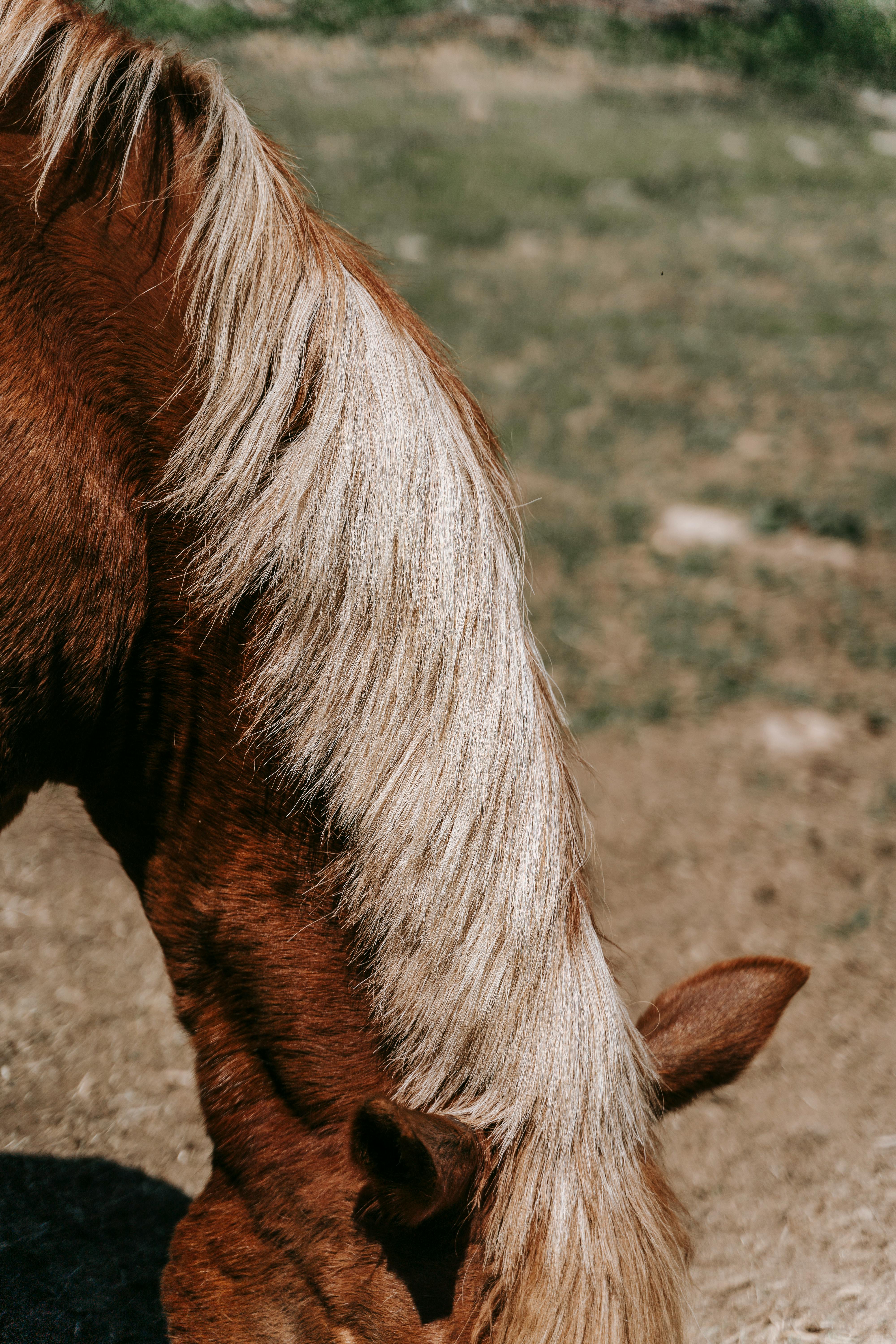Horse Hair Equine Royalty Free Photo