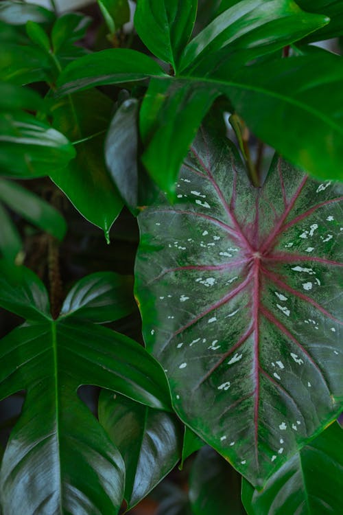 Kostnadsfri bild av anläggning, botanisk, dekorativa växter