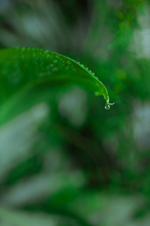 Macro Photography Of Green Leaf