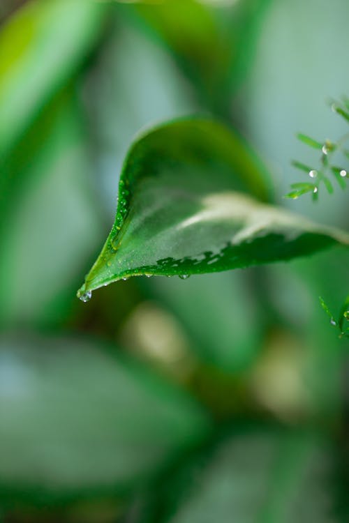 Free Close-Up Photo Of Wet Leaf Stock Photo