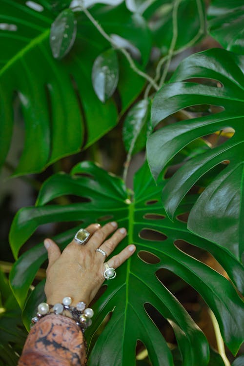 Photo Of Person Touching A Plant