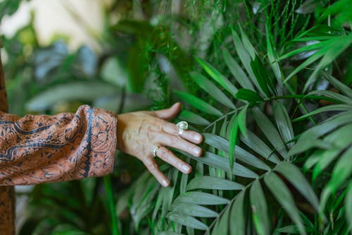 Photo Of Person Touching A Plant