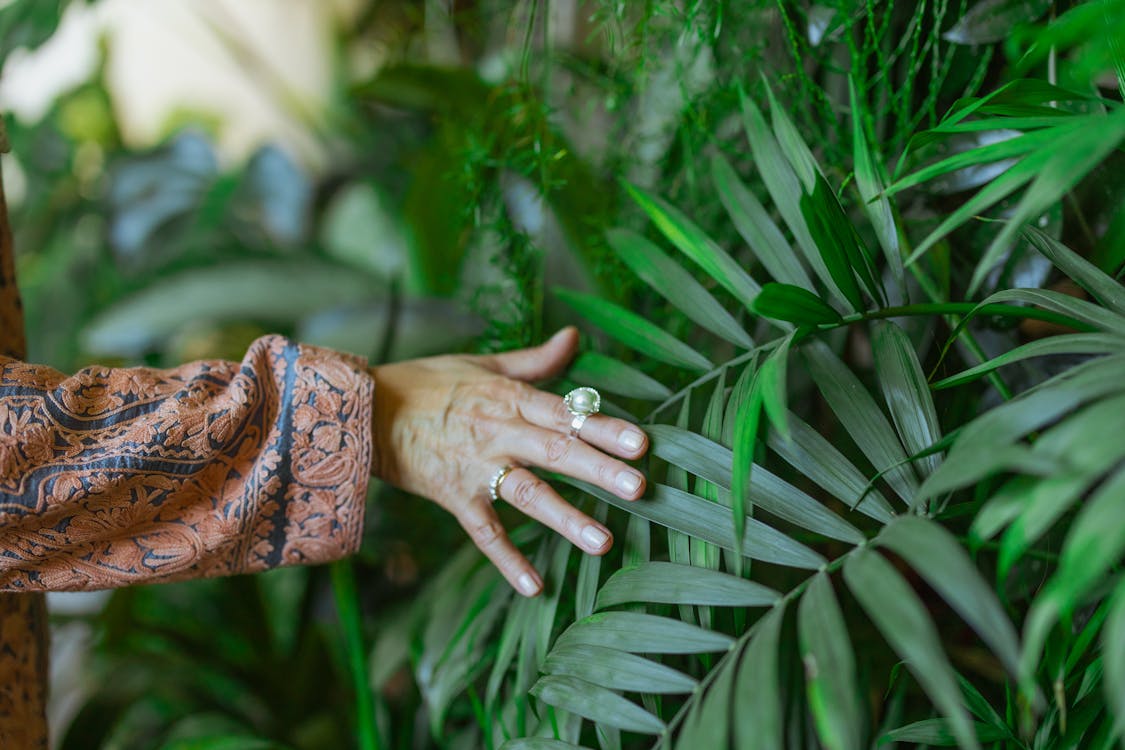 Free Photo Of Person Touching A Plant Stock Photo