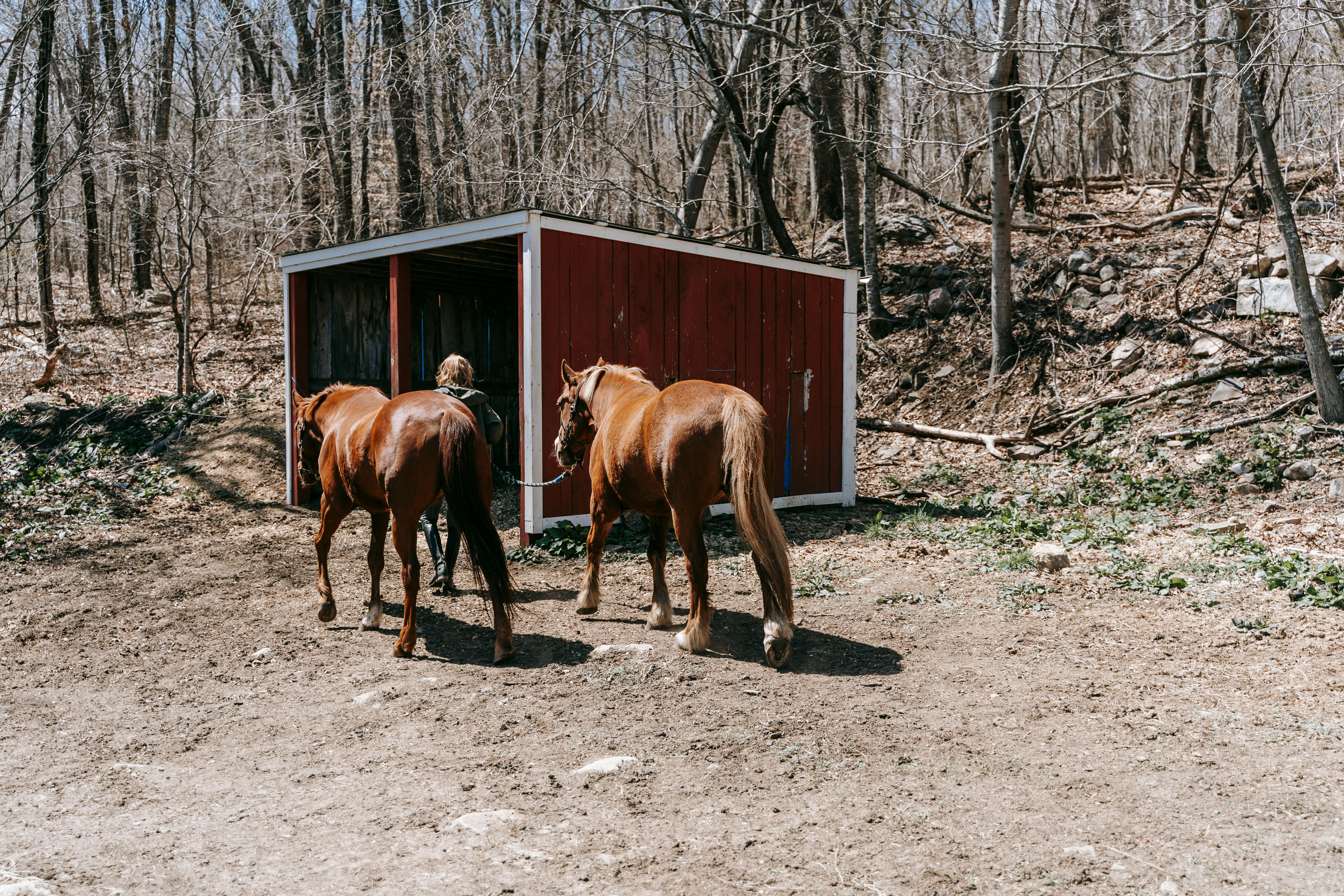 A Person Leading Horses in a Barn · Free Stock Photo