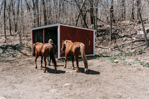 Free A Person Leading Horses in a Barn Stock Photo