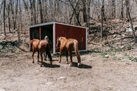 Brown Horse on Gray Soil