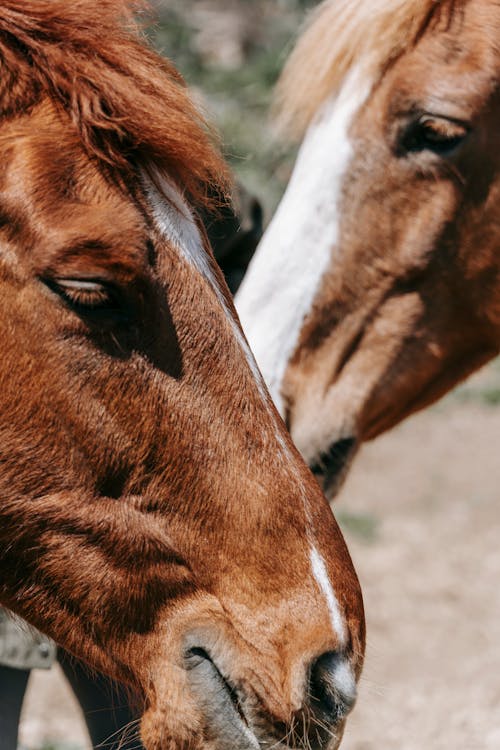 Free A Close-Up Shot of Brown Horses Stock Photo