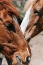 Brown and White Horse