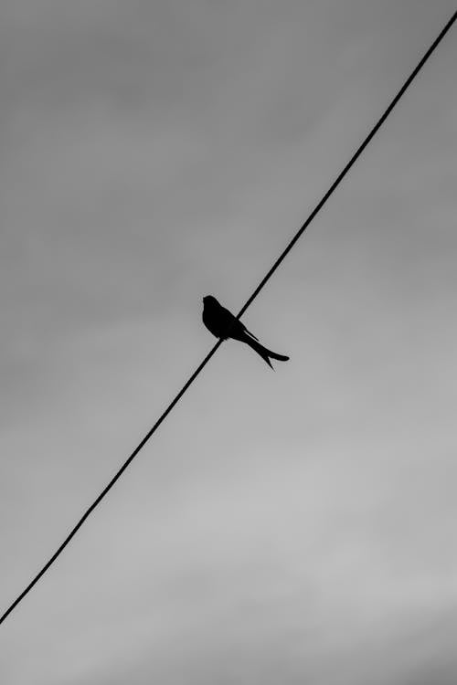 Grayscale Photo of a Silhouette of a Bird Perched on a Power Line
