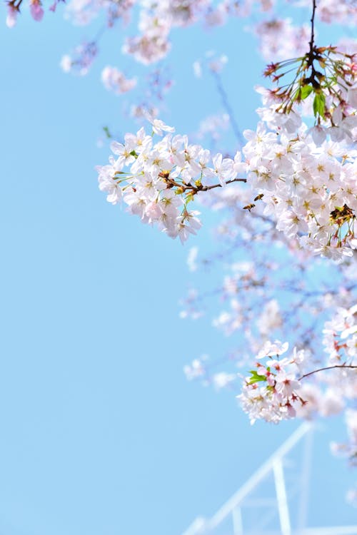 Close-Up Shot of Sakura in Bloom