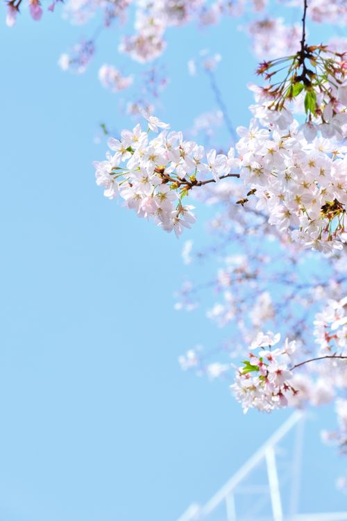 Free Beautiful cherry blossoms against a clear blue sky, capturing springtime elegance in Shanghai. Stock Photo